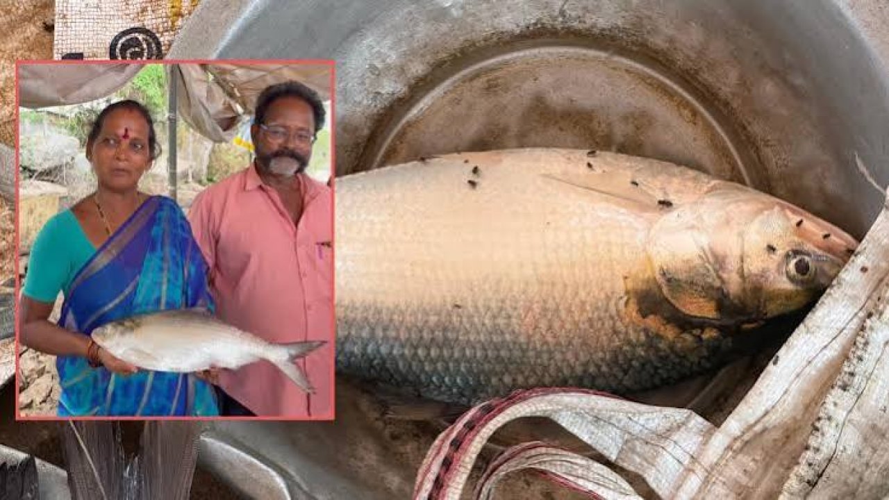 Pulasa Fish: గోదావరిలో చిక్కిన తొలి పులస.. ఎంత రేటు పలికిందంటే!