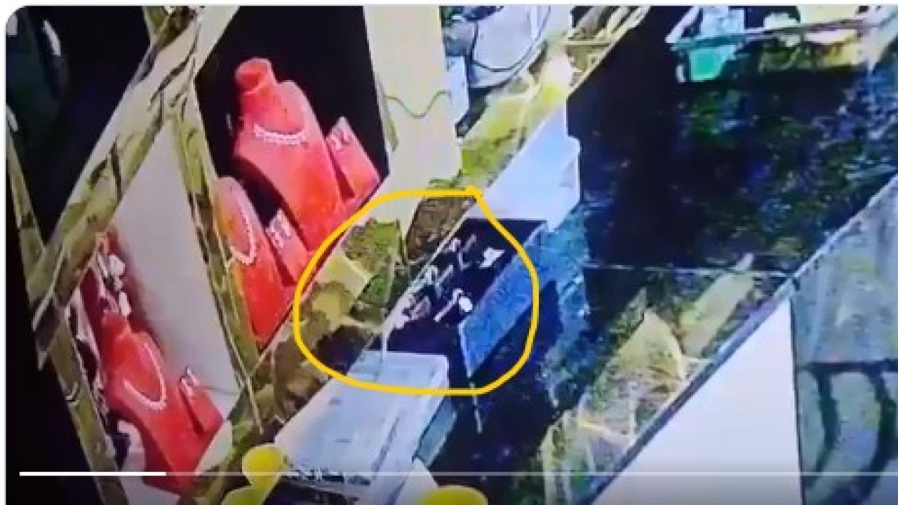 viral: రూ.10 లక్షల విలువైన బంగారం దొంగిలించిన ఎలుక.. వీడియో వైరల్