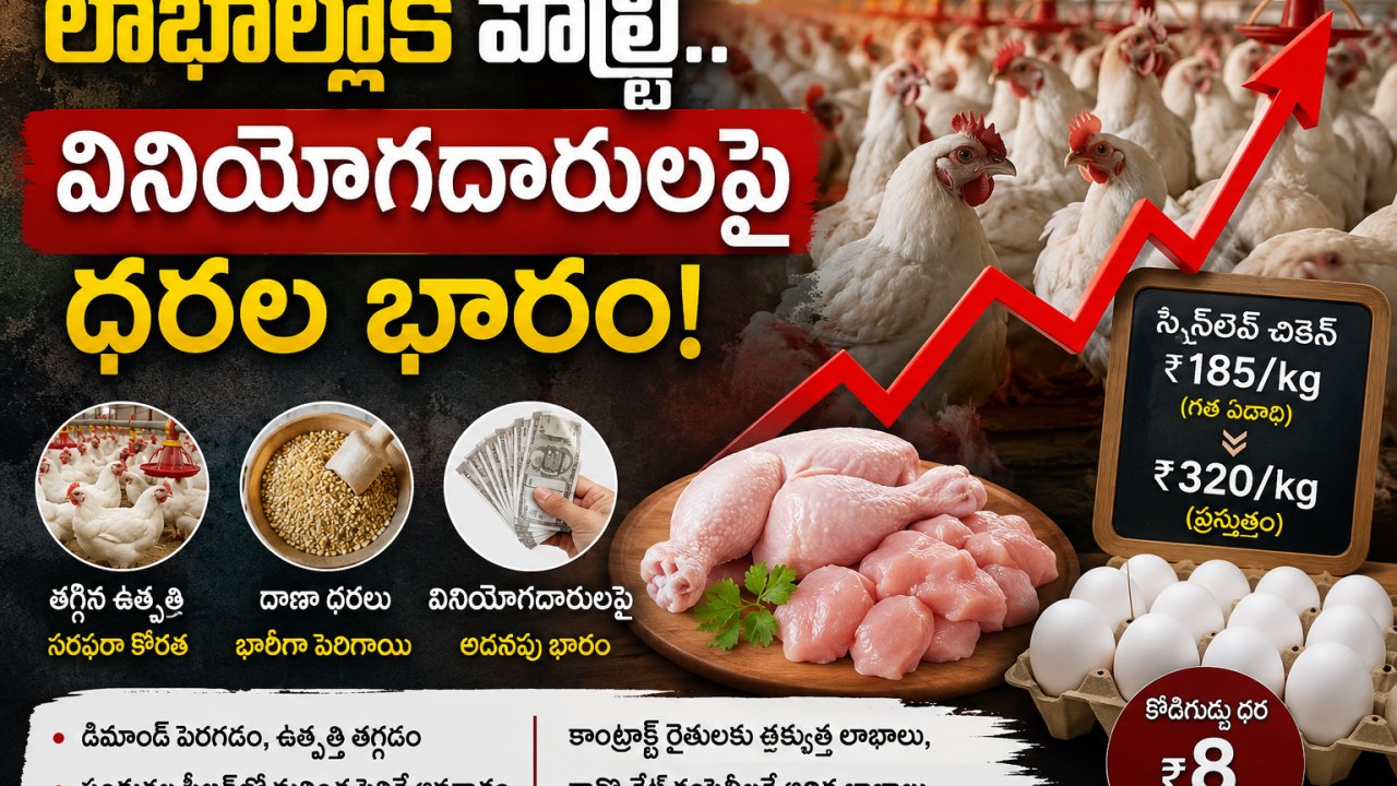 లాభాల్లోకి పౌల్ట్రీ.. వినియోగదారులపై ధరల భారం!