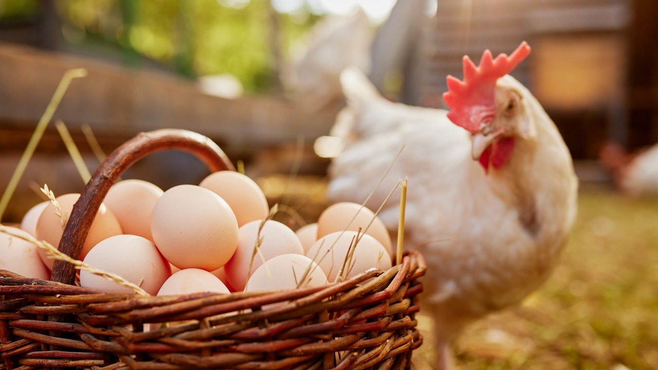 EGG PRICE: కోడిగుడ్డు ఆల్ టైమ్ రికార్డు.. ధర పెరుగుదలకు కారణాలు ఇవే!