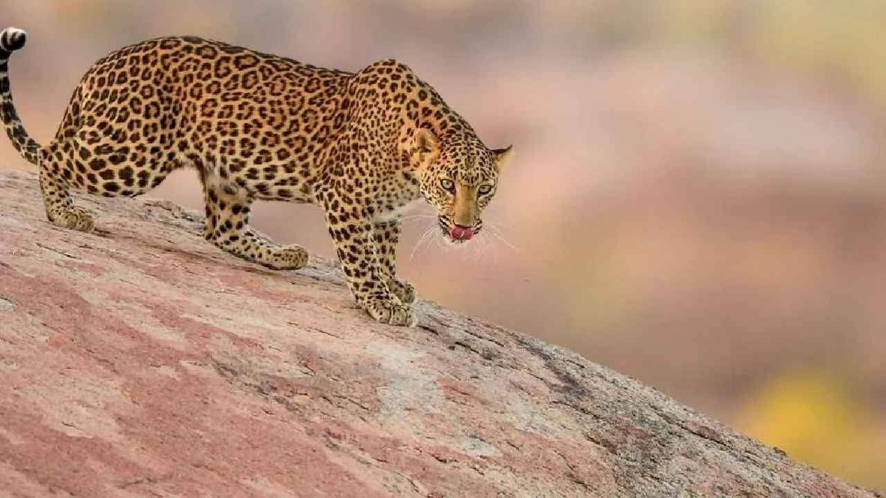Leopard Attack: బాబోయ్.. లిక్కర్ షాప్లో పులి కలకలం.. సిబ్బందిపై దాడి.. వీడియో వైరల్