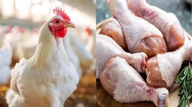Non Veg: చికెన్ ప్రియులకు గుడ్‌న్యూస్.. శ్రావణమాసంలో భారీగా తగ్గిన ధరలు!