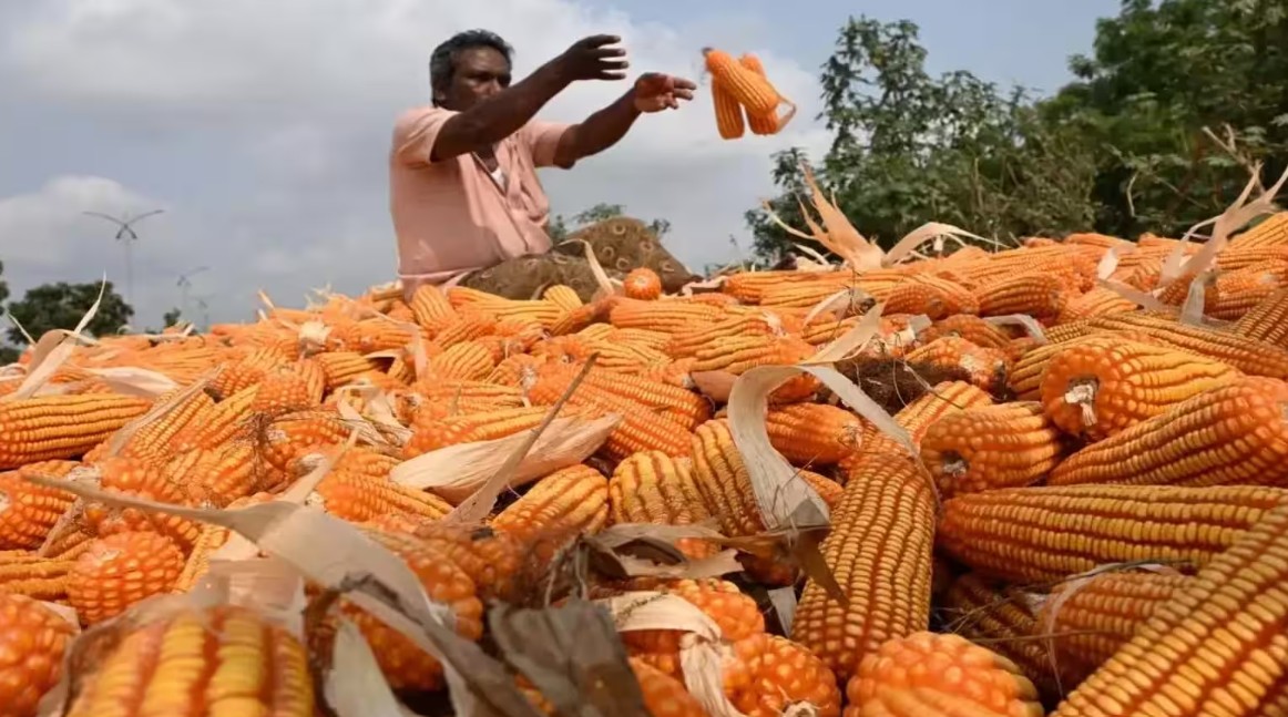 CornPriceRecord: మొక్కజొన్న రైతులకు గు‌డ్ న్యూస్.. మార్కెట్‌లో రికార్డు స్థాయి ధర!