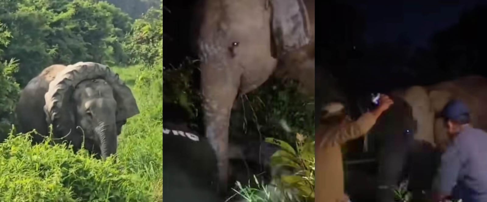 ElephantRescue: మెడకు ట్రాక్టర్ టైరు చిక్కుకుని ఏనుగు విలవిల.. చివరికి ఏం జరిగిందంటే?