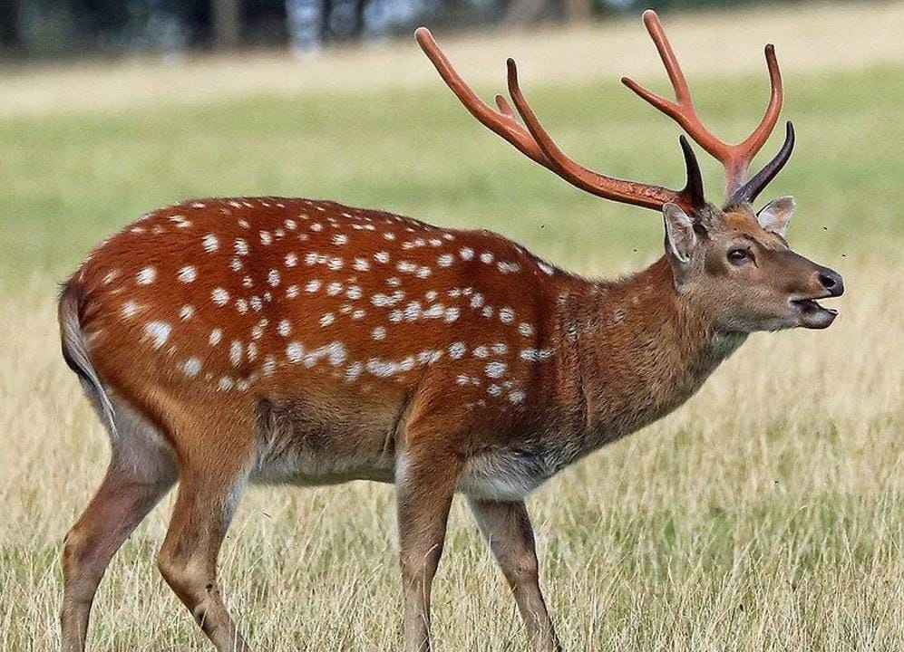 Deer Meat: షాద్నగర్లో జింక మాంసం కలకలం..! 13 కిలోల మాంసం, రైఫిల్ స్వాధీనం