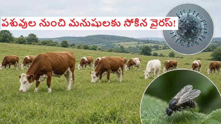 ‘షమొండా’ కలకలం.. పశువుల నుంచి మనుషులకు సోకిన వైరస్!