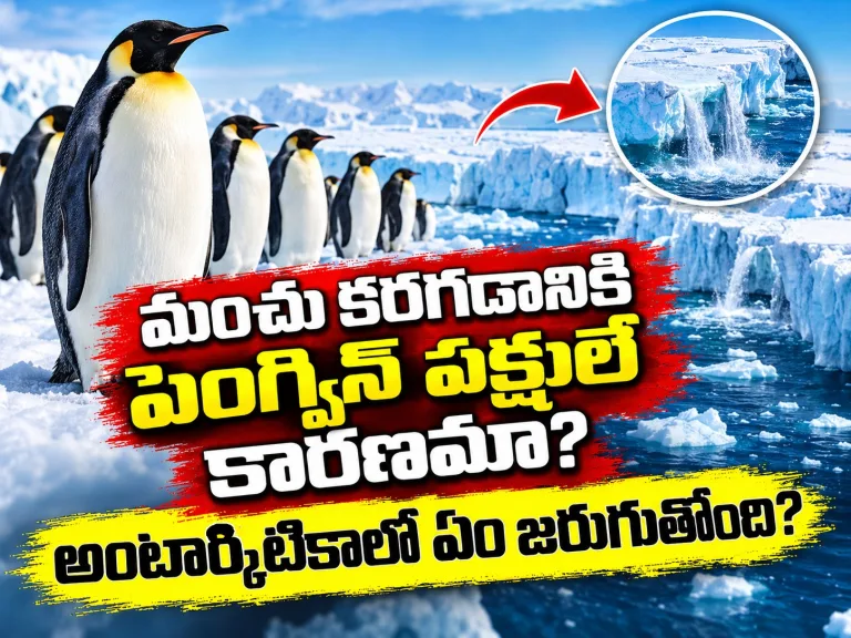మంచు కరగడానికి పెంగ్విన్ పక్షులే కారణమా!? అంటార్కిటికాలో ఏం జరుగుతోంది?