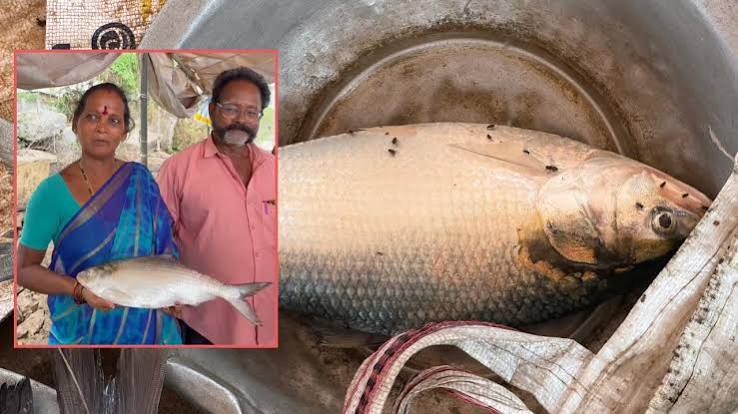 Pulasa Fish: గోదావరిలో చిక్కిన తొలి పులస.. ఎంత రేటు పలికిందంటే!