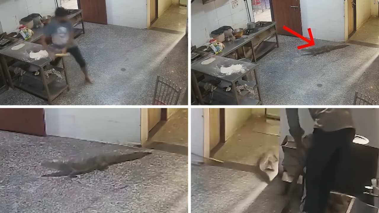 Viral Video : హాస్టల్లో అనుకోని అతిధి.. మెస్లో కనిపించిన మొసలి!..
