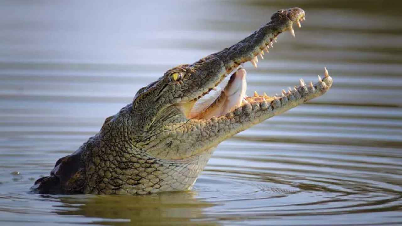 బాబోయ్.. నీళ్లలోకి దిగిన బాలుడిని తినేసిన మొసలి.. ఒళ్లు గగుర్పొడిచే వీడియో..
