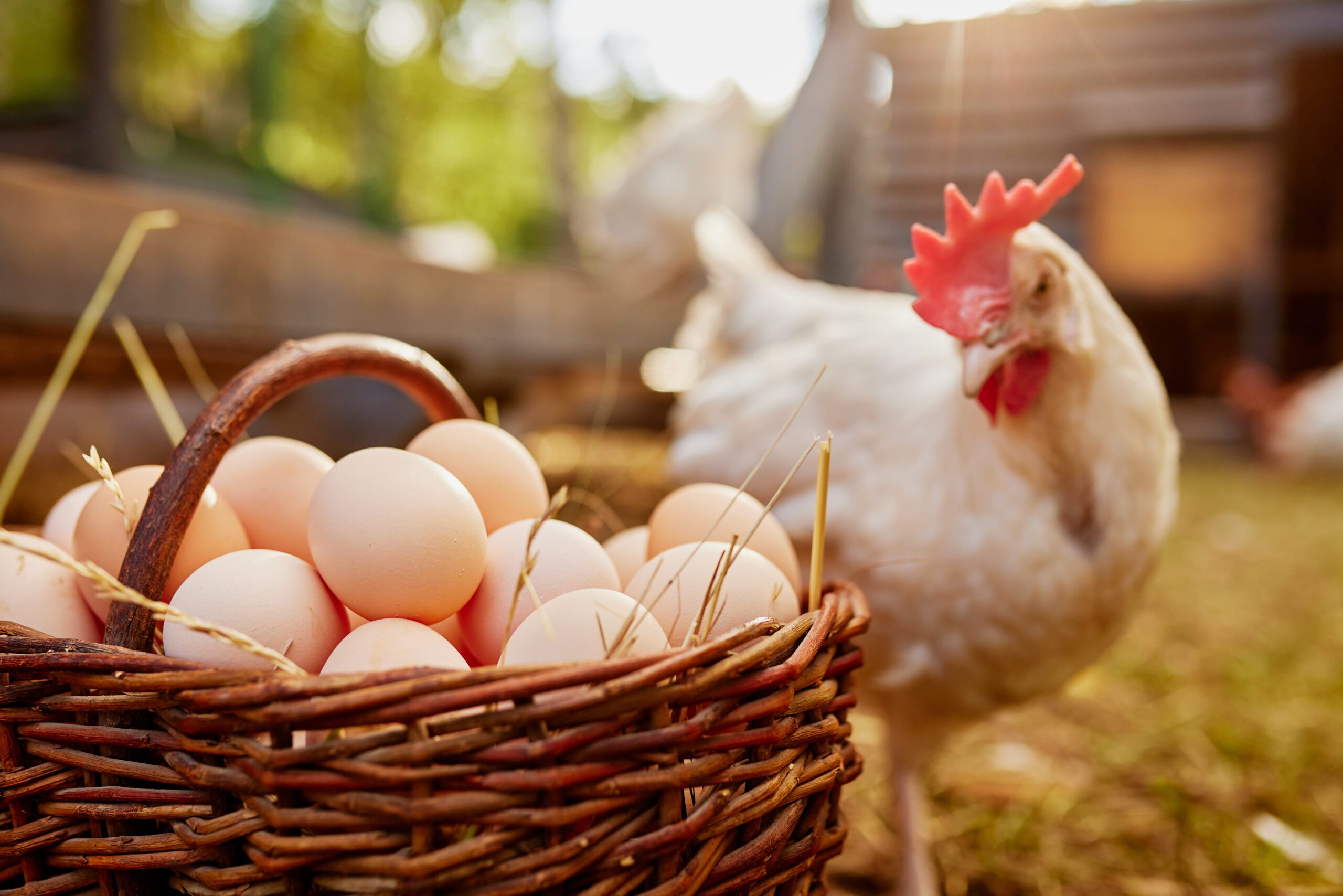 EGG PRICE: కోడిగుడ్డు ఆల్ టైమ్ రికార్డు.. ధర పెరుగుదలకు కారణాలు ఇవే!