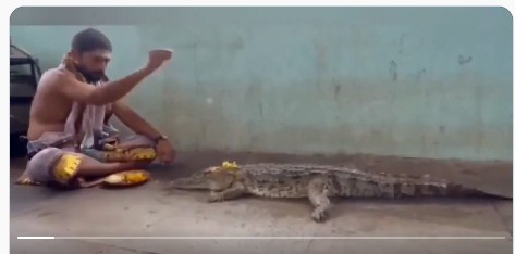 TG : వర్షాలు కురవాలని మొసలికి పూజలు.. (వీడియో వైరల్)