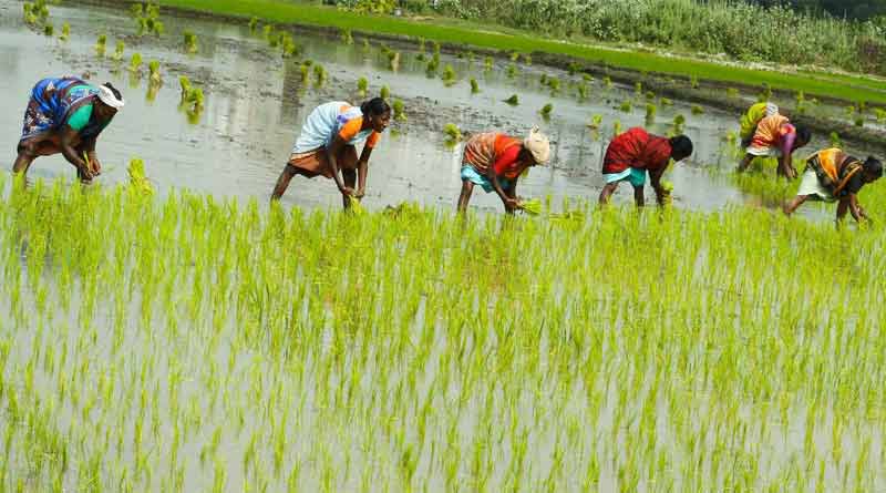 Telangana: వరి సాగులో సత్తా చాటిన తెలంగాణ.. దేశవ్యాప్తంగా మూడో స్థానం!..