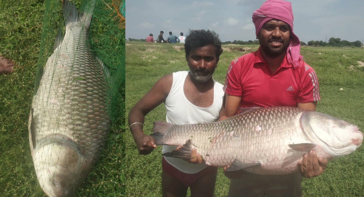 VIRAL: వలలో చిక్కిన 30 కిలోల భారీ బొచ్చచేప.. నెట్టింట ఫొటోలు వైరల్!